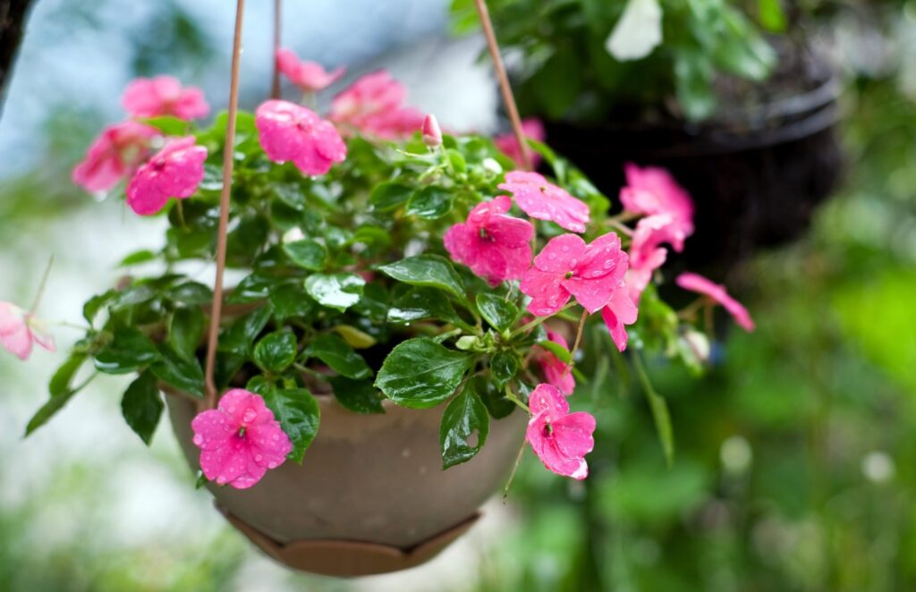 Vibrant Pink Balsam Flowers with Water Droplets - Fresh Wallpaper