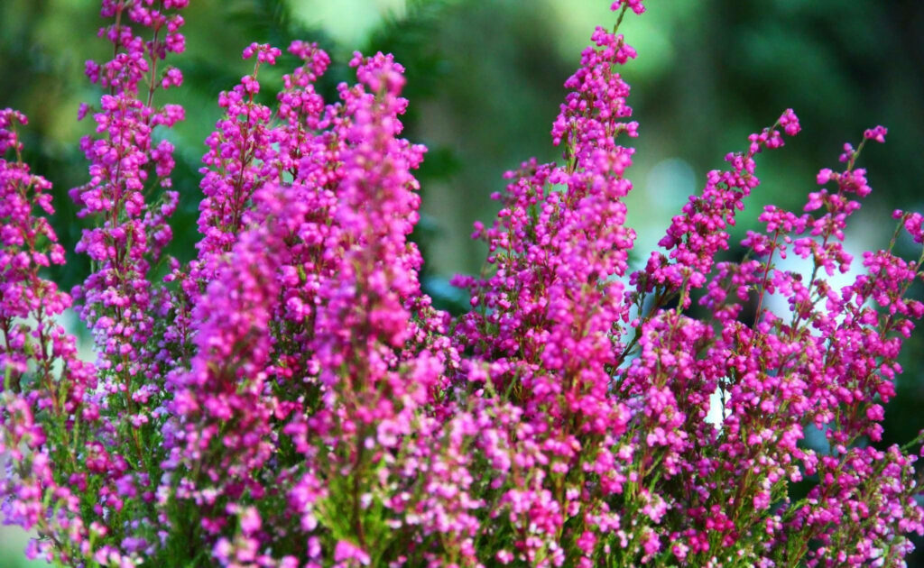 Vibrant Pink Bell Heather Blossoms: Colorful Nature Wallpaper