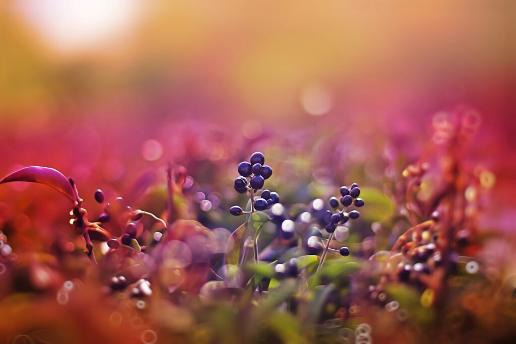 Vibrant Pink Berries at Sunset: Stunning Macro Wallpaper Background