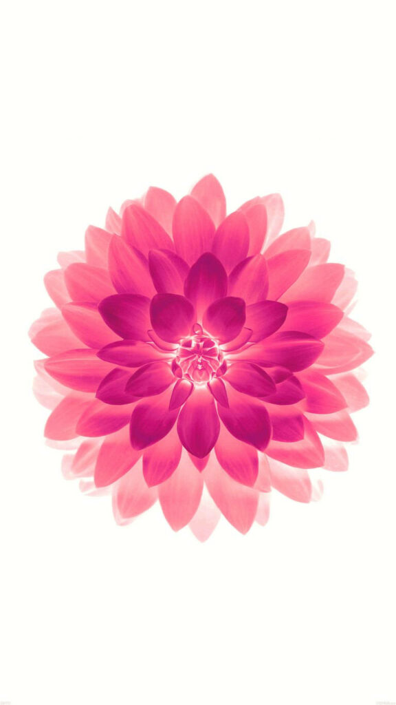 Vibrant Pink Bloom: Minimalist Spring Wallpaper for a Fresh Start