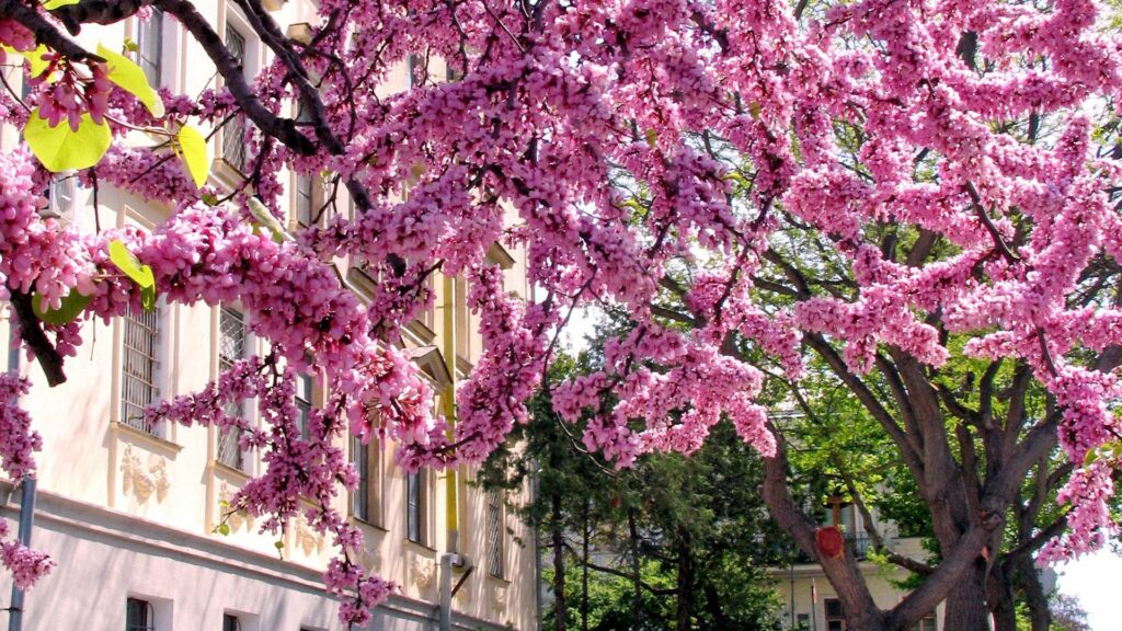 Vibrant pink blossoming tree with delicate branches against sunlit urban cityscape wallpaper background