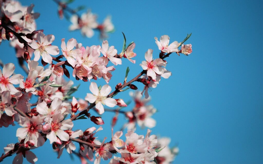 Vibrant Pink Blossom Wallpaper against Bright Blue Sky - Springtime Beauty