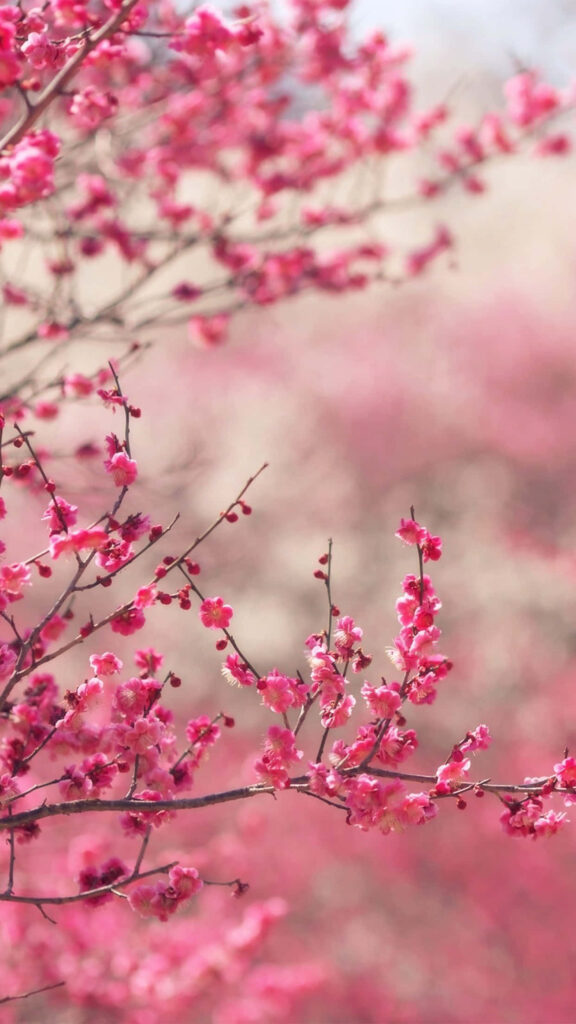 Vibrant Pink Blossom Wallpaper: Serene Spring Background for Nature Lovers