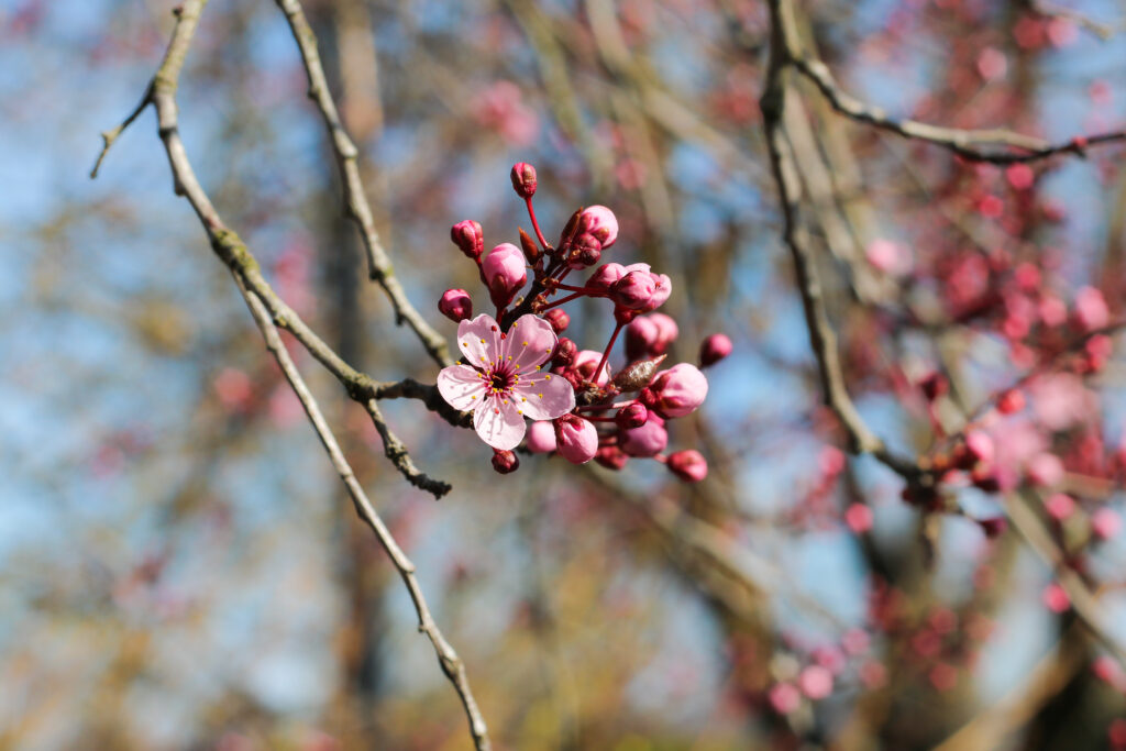 Vibrant Pink Blossoms Close-Up: Spring Renewal Wallpaper