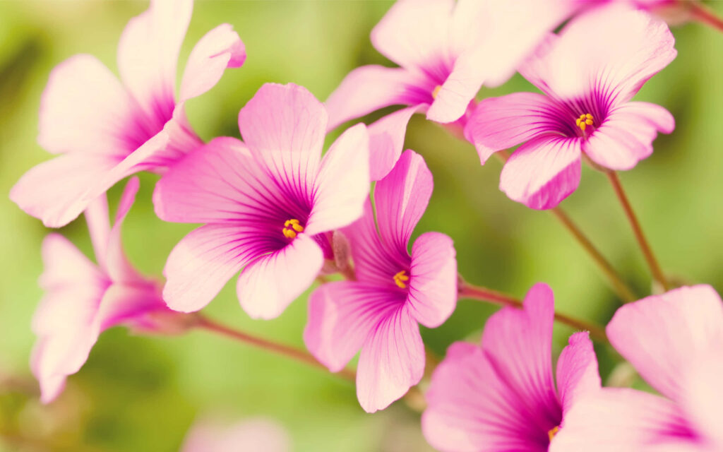 Springtime Beauty: Vibrant Pink Blossom Wallpaper on Green Background