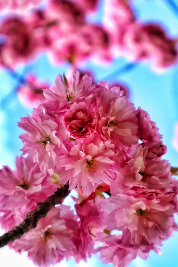 Spring Blossoms Wallpaper: Pink Flowers Against Blue Sky Background