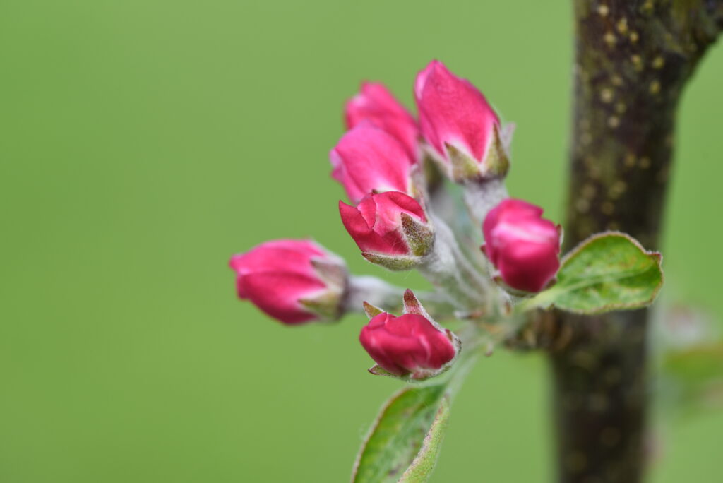 Vibrant Pink Buds: Spring Wallpaper with Soft Blurred Background