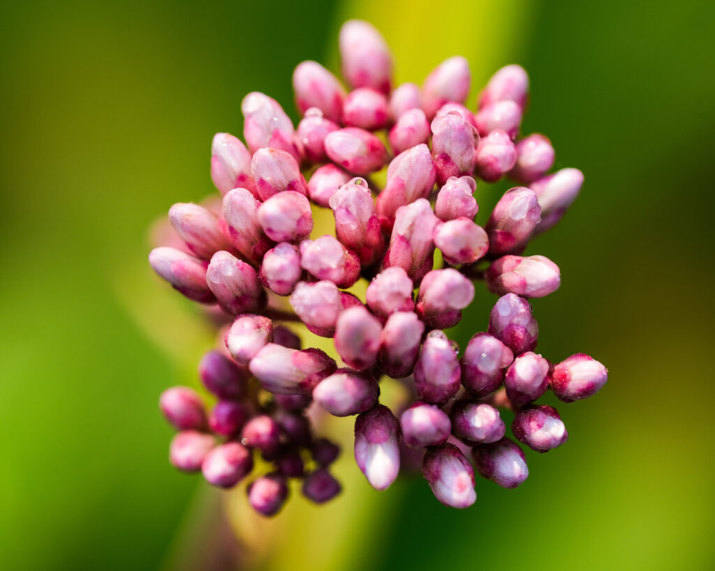 Pink Buds Inflorescence: Vibrant Nature Wallpaper Background