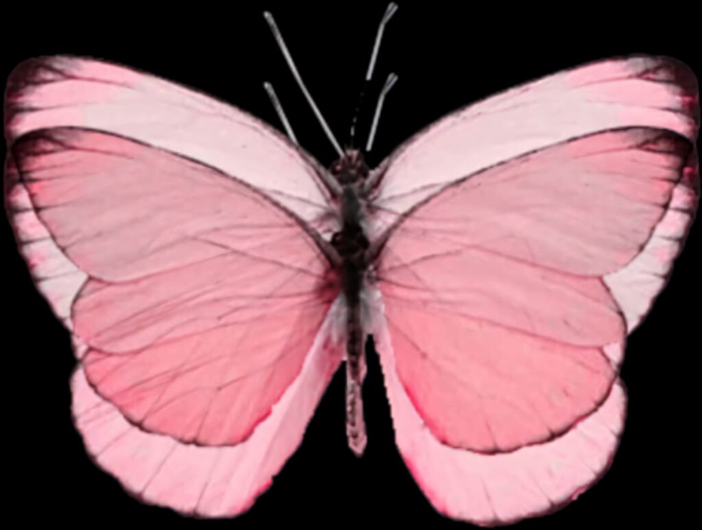 Delicate Pink Butterfly on Transparent Background - Stunning Wallpaper