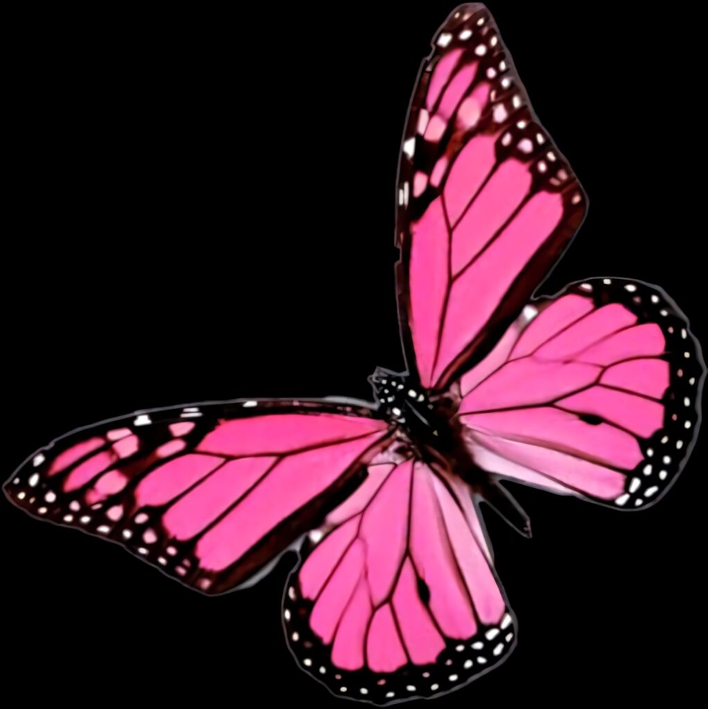 Vibrant Pink Butterfly Wallpaper on Striking Black Background