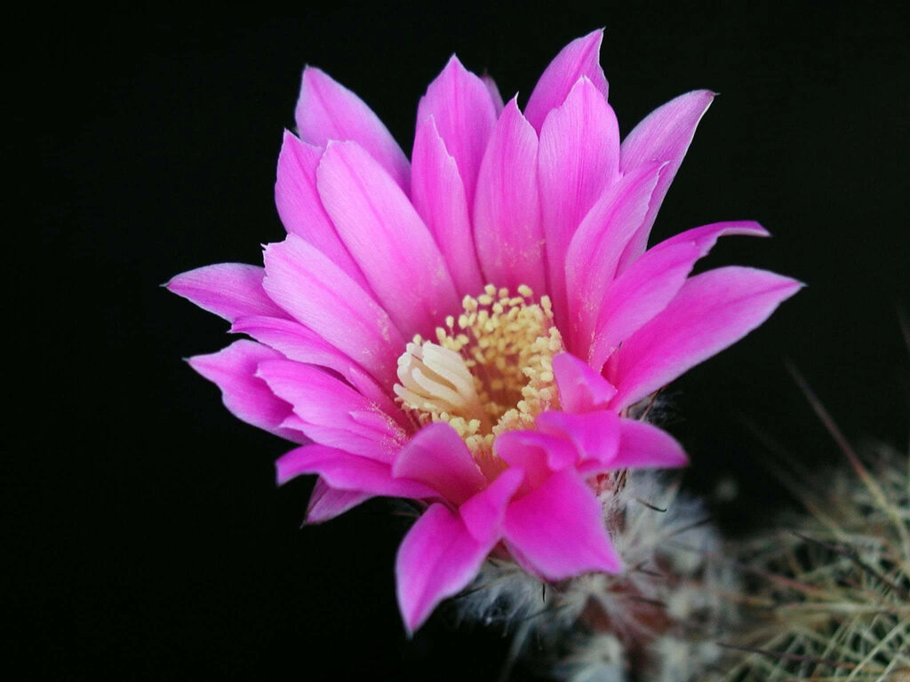 Vibrant Pink Cactus Flower Close-Up on Dark Background Wallpaper