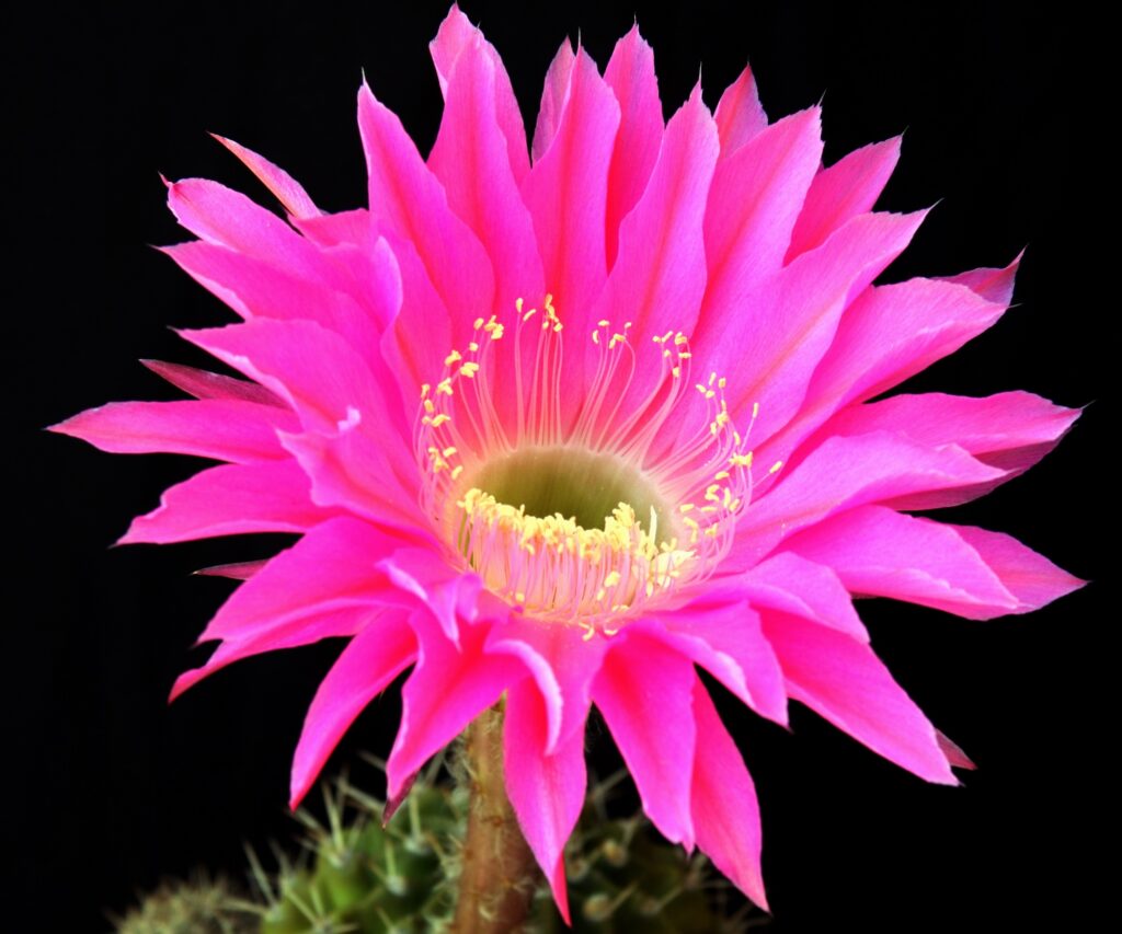 Vibrant Pink Cactus Flower Wallpaper on Black Background