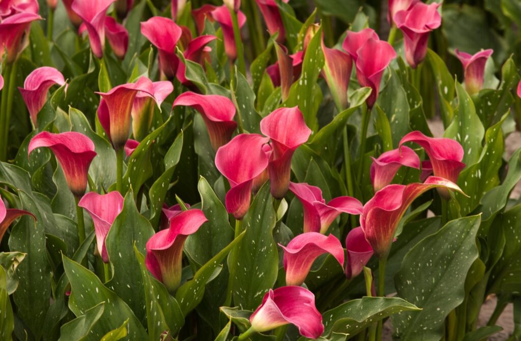 Vibrant Pink Calla Lilies Wallpaper: Lush Floral Background