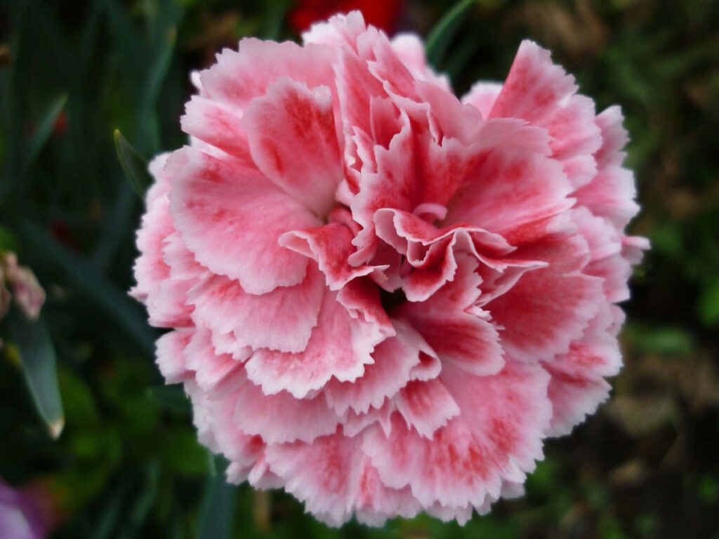 Vibrant Pink Carnation Close-Up Wallpaper with Delicate Petals