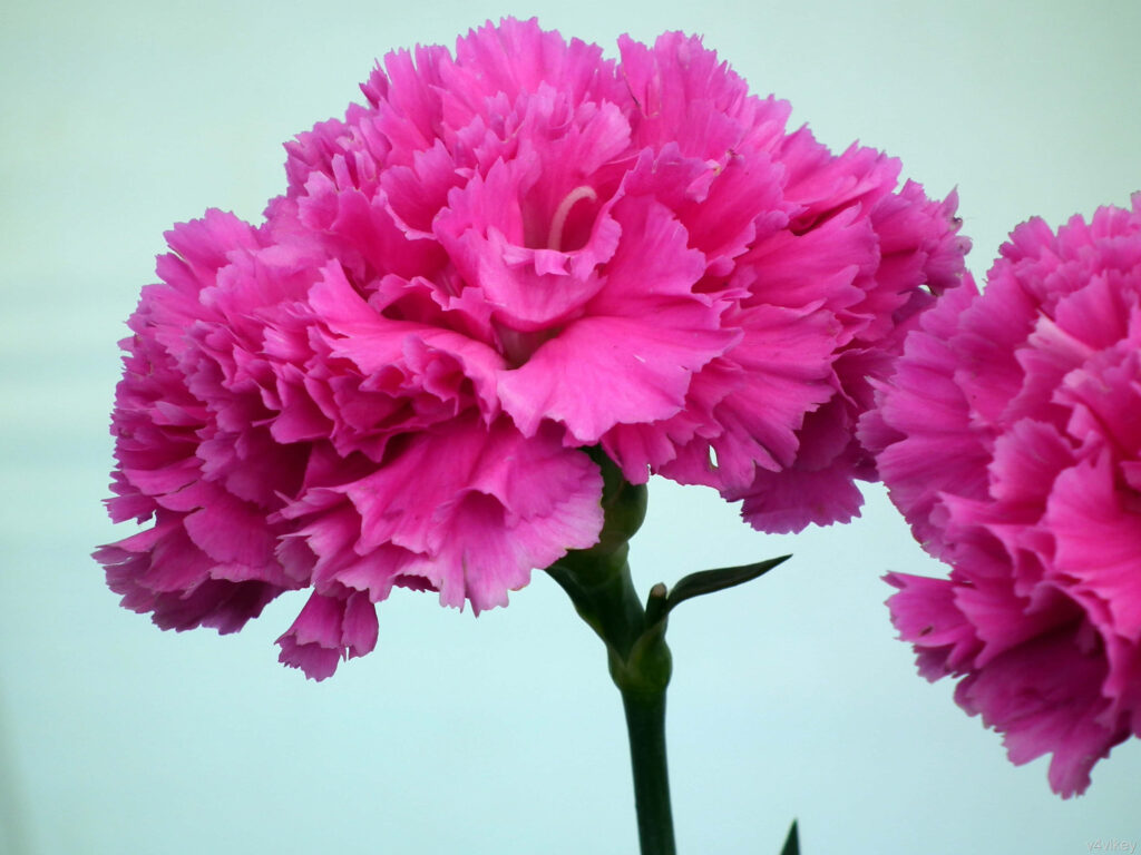 Vibrant Pink Carnations Wallpaper: Care & Admiration Background