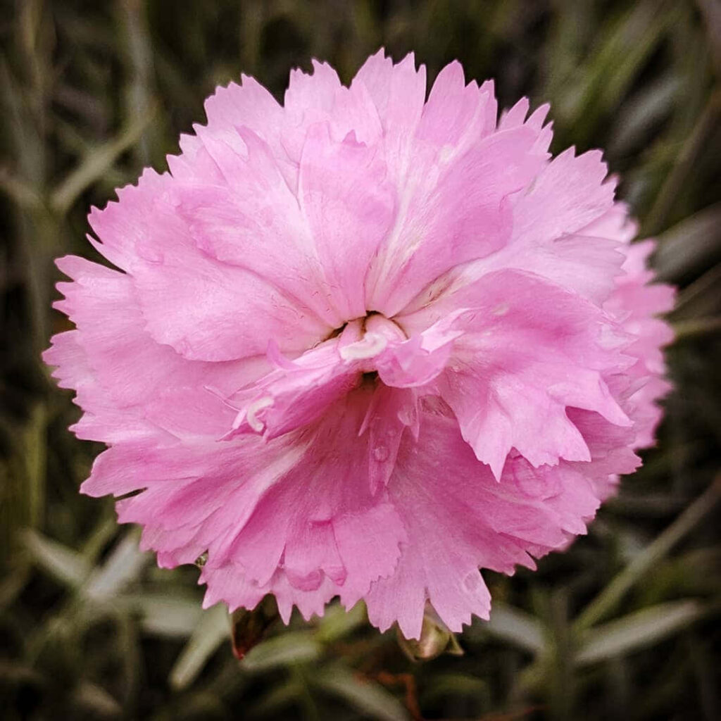 Vibrant Pink Carnation Wallpaper: Soft Bloom on Green Background