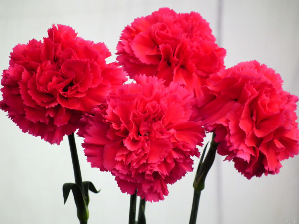 Vibrant Pink Carnations Wallpaper: Stunning Floral Background