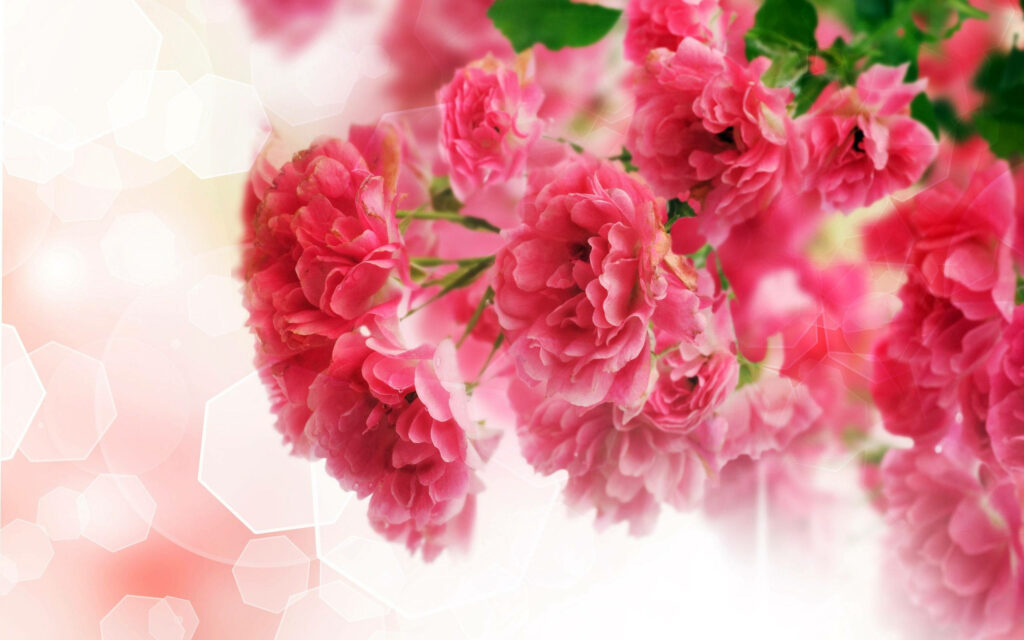 Vibrant Pink Carnations Wallpaper: Elegant Floral Background Design