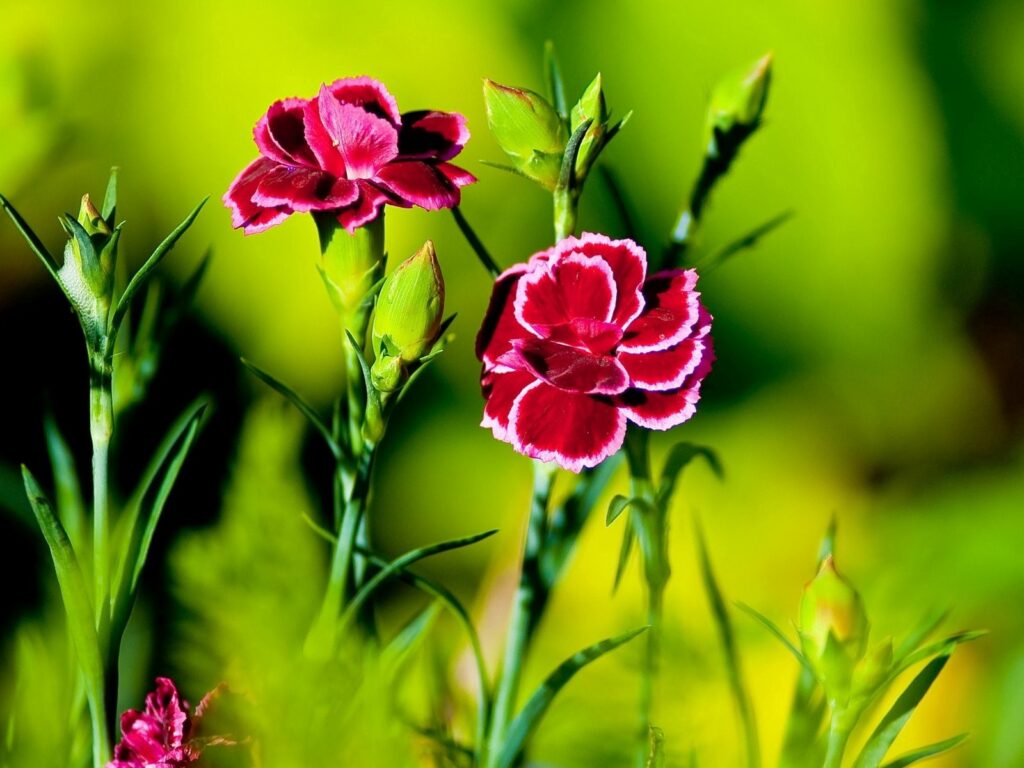 Vibrant Carnations in Pink Against a Lush Green Background Wallpaper