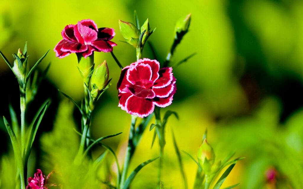 Vibrant Pink Carnation Wallpaper with Lush Green Grass & Soft Light
