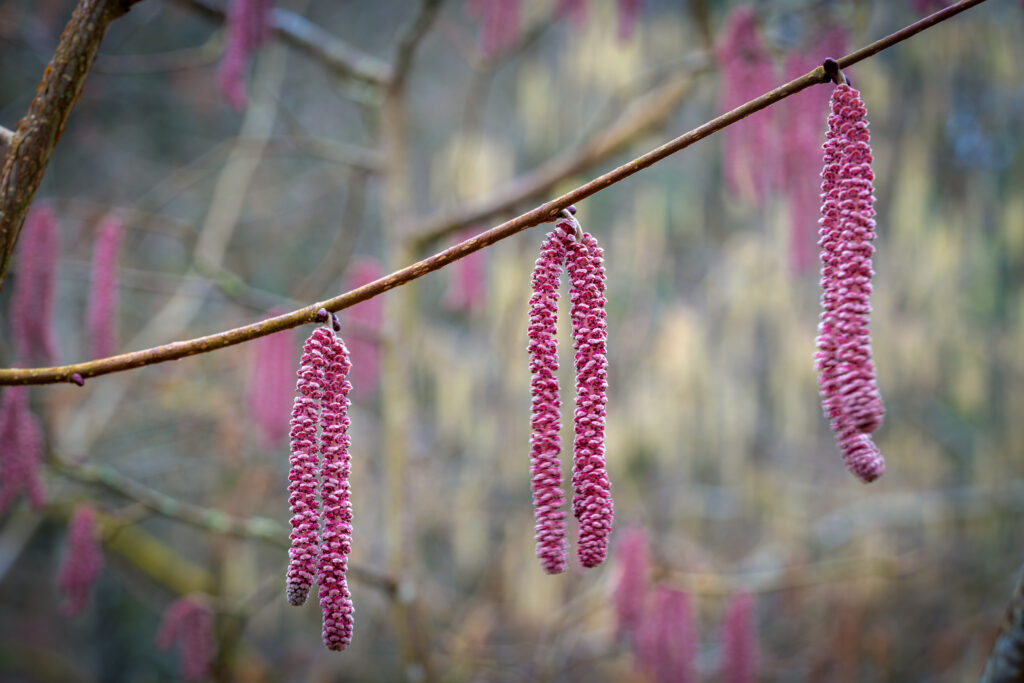 Vibrant Pink Catkins Macro Close-Up | Blurred Nature Wallpaper