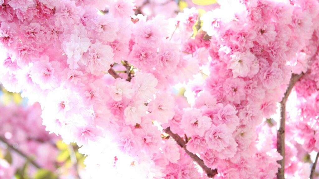 Vibrant Pink Cherry Blossoms Wallpaper - Spring Beauty Background