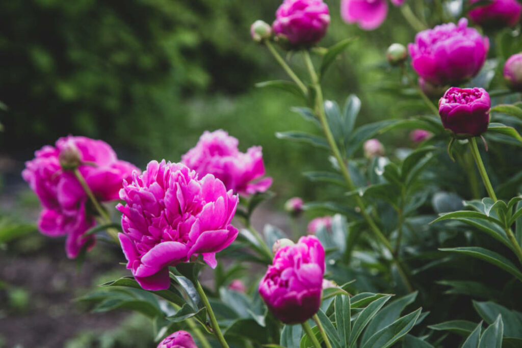Vibrant Pink Chinese Peonies Wallpaper on Green Background