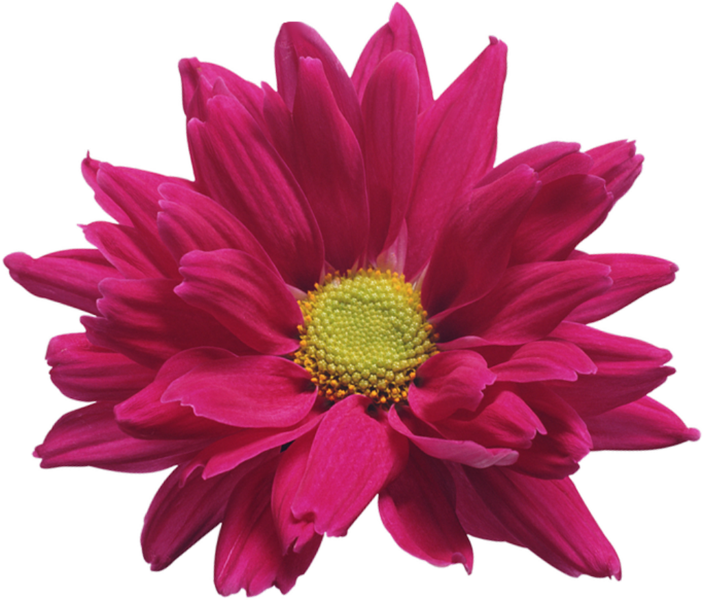 Vibrant Pink Chrysanthemum Wallpaper - Transparent PNG Background