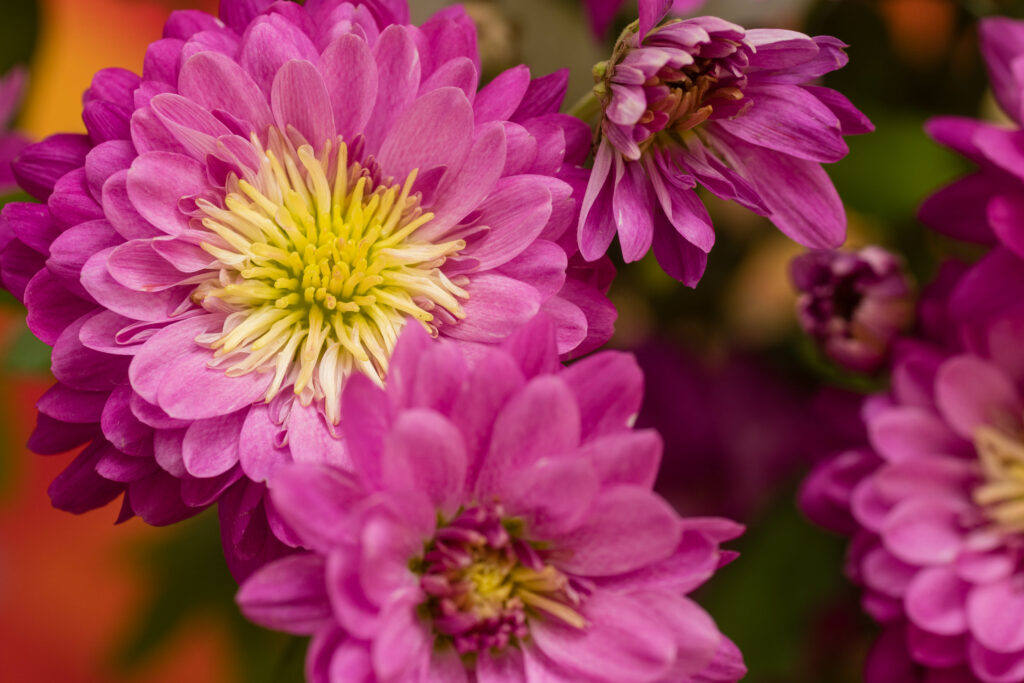 Vibrant Chrysanthemum Wallpaper: Elegant Pink Floral Background