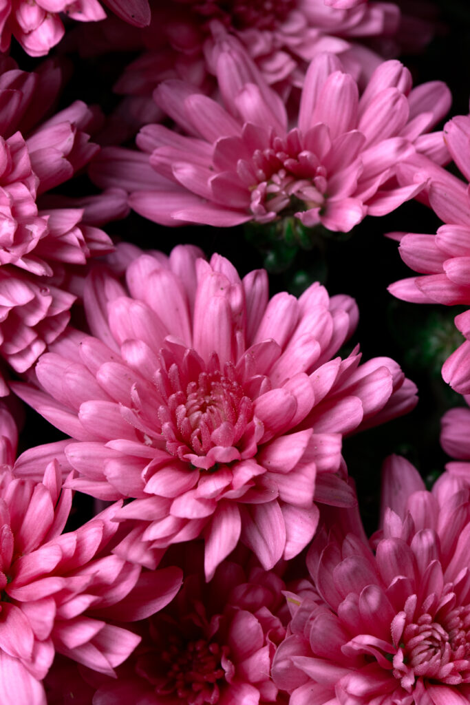 Vibrant Pink Chrysanthemums with Dewdrops - Lively Floral Background Wallpaper