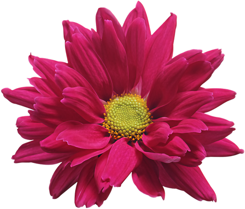 Vibrant Pink Chrysanthemum Flower with Yellow Center on Transparent Background Wallpaper