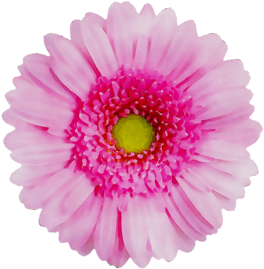 Vibrant Pink Chrysanthemum Wallpaper with Transparent Background