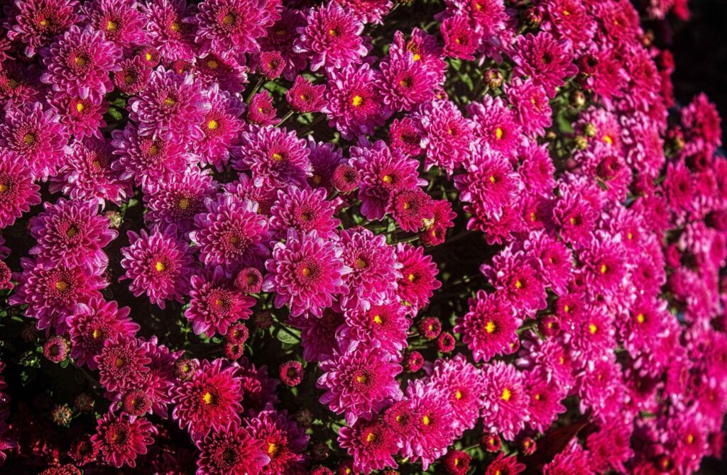 Vibrant Pink Chrysanthemums Wallpaper - Close-Up Floral Background