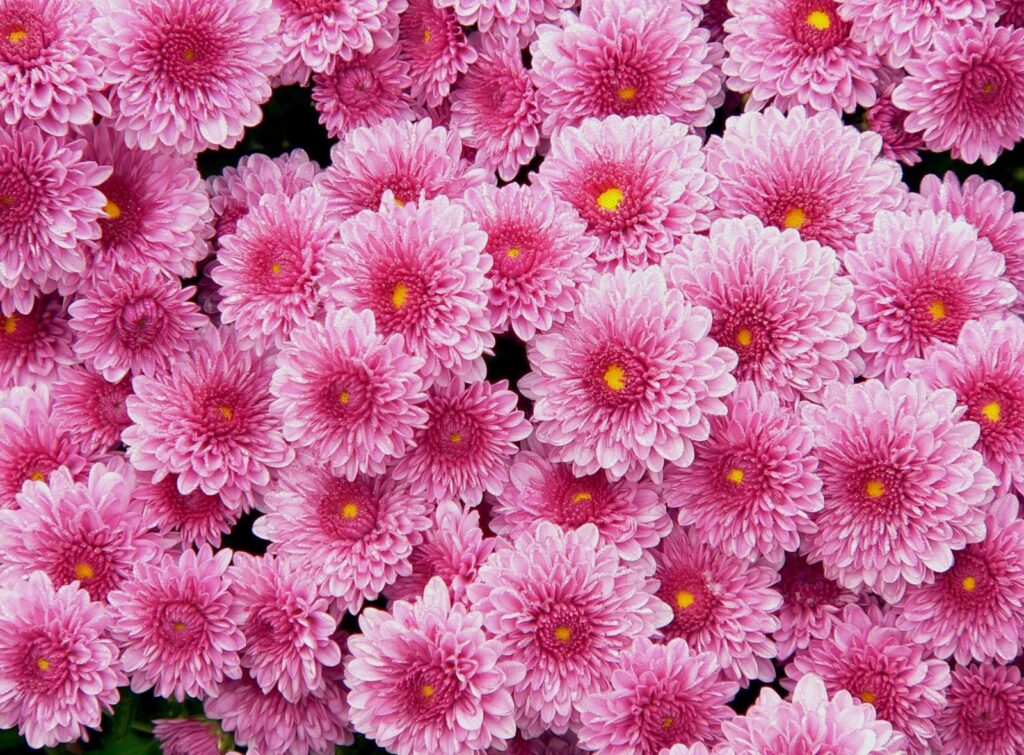Vibrant Pink Chrysanthemums Wallpaper: Lush Floral Background