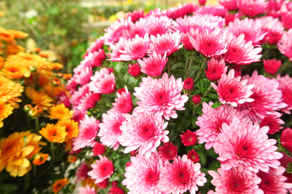 Vibrant Pink Chrysanthemums Wallpaper - Stunning Floral Desktop Background