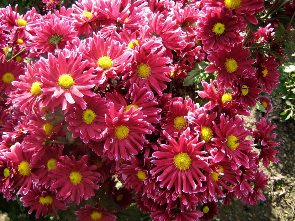 Vibrant Pink Chrysanthemums in Bloom - Lush Garden Wallpaper