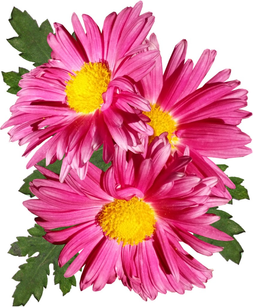 Vibrant Pink Chrysanthemums PNG Wallpaper with Green Leaves