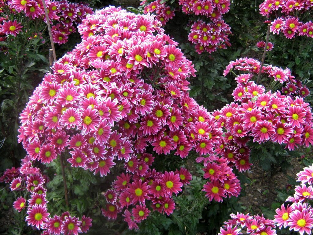 Vibrant Pink Chrysanthemum Wallpaper with Lush Green Foliage Background
