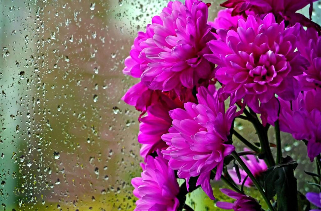Vibrant Pink Chrysanthemums Wallpaper with Raindrop Window Background