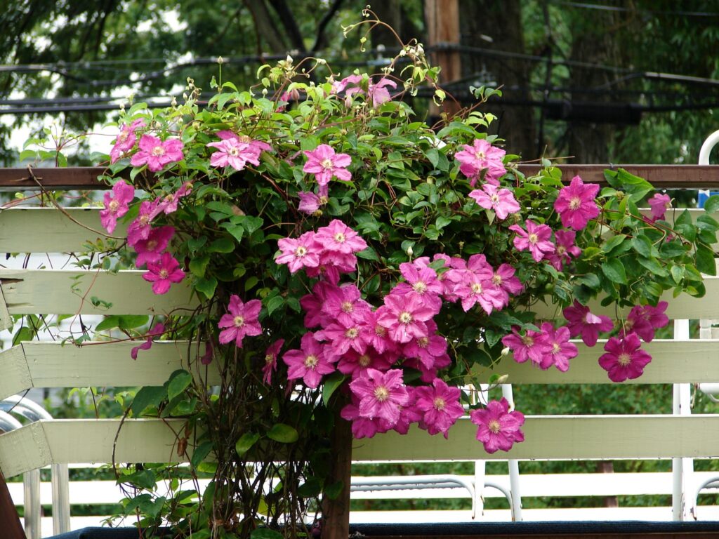 Vibrant Pink Clematis Wallpaper Over Fence: Lush Floral Background