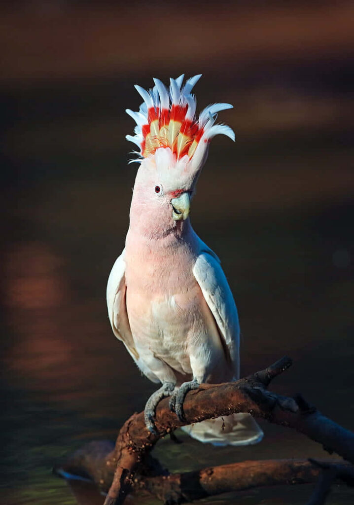 Photorealistic vibrant pink cockatoo with red white crest perched on branch jungle wallpaper background