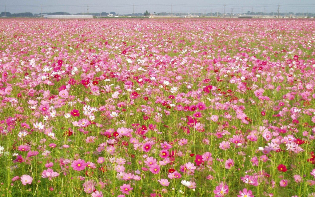 Vibrant Pink Cosmos Flowers Wallpaper for Serene Background
