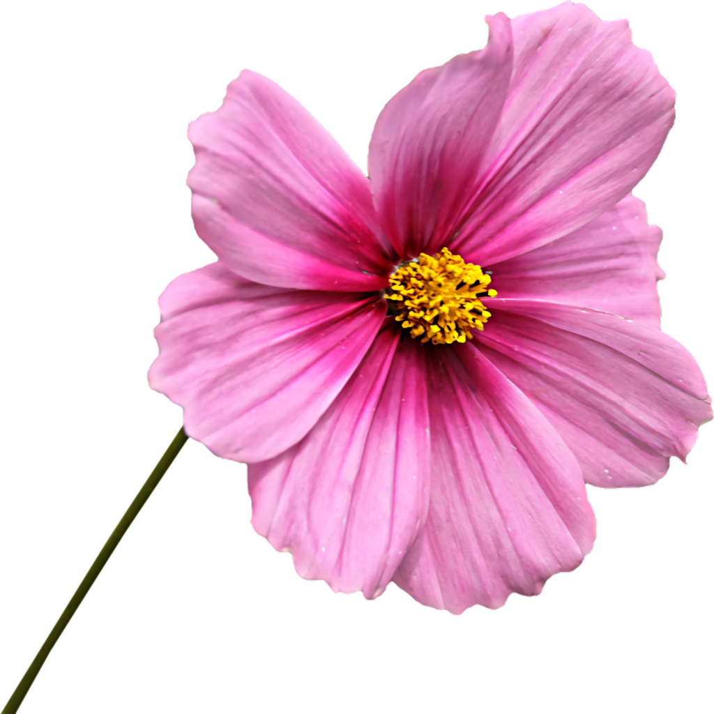 Vibrant Pink Cosmos Flower Wallpaper with Elegant Yellow Center