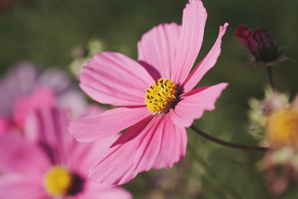Vibrant Pink Cosmos Flower in Lush Green Garden Background Wallpaper