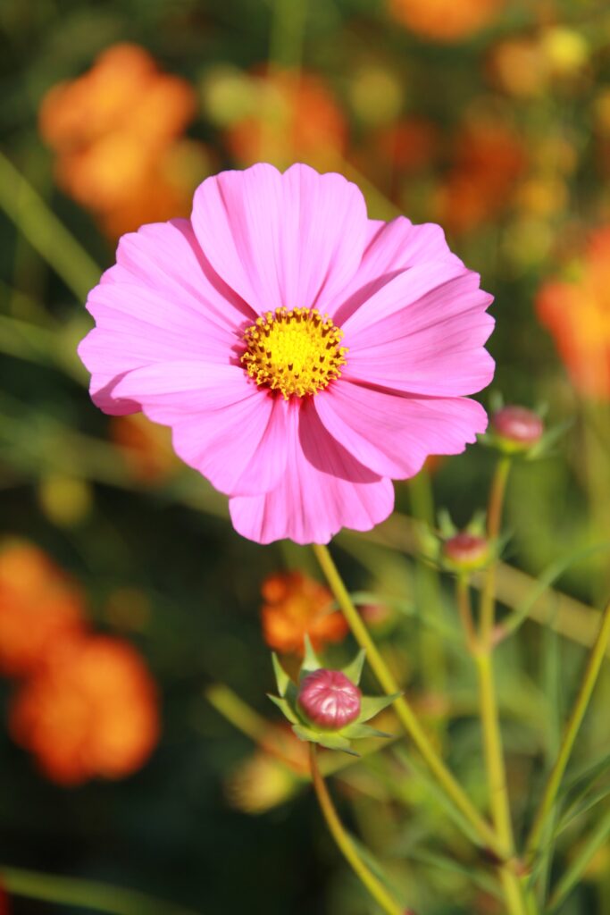 Vibrant Pink Cosmos Flower Against Softly Blurred Green Background Wallpaper