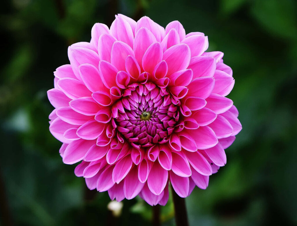 Close-up of vibrant pink dahlia flower with intricate petals and green blurred background wallpaper