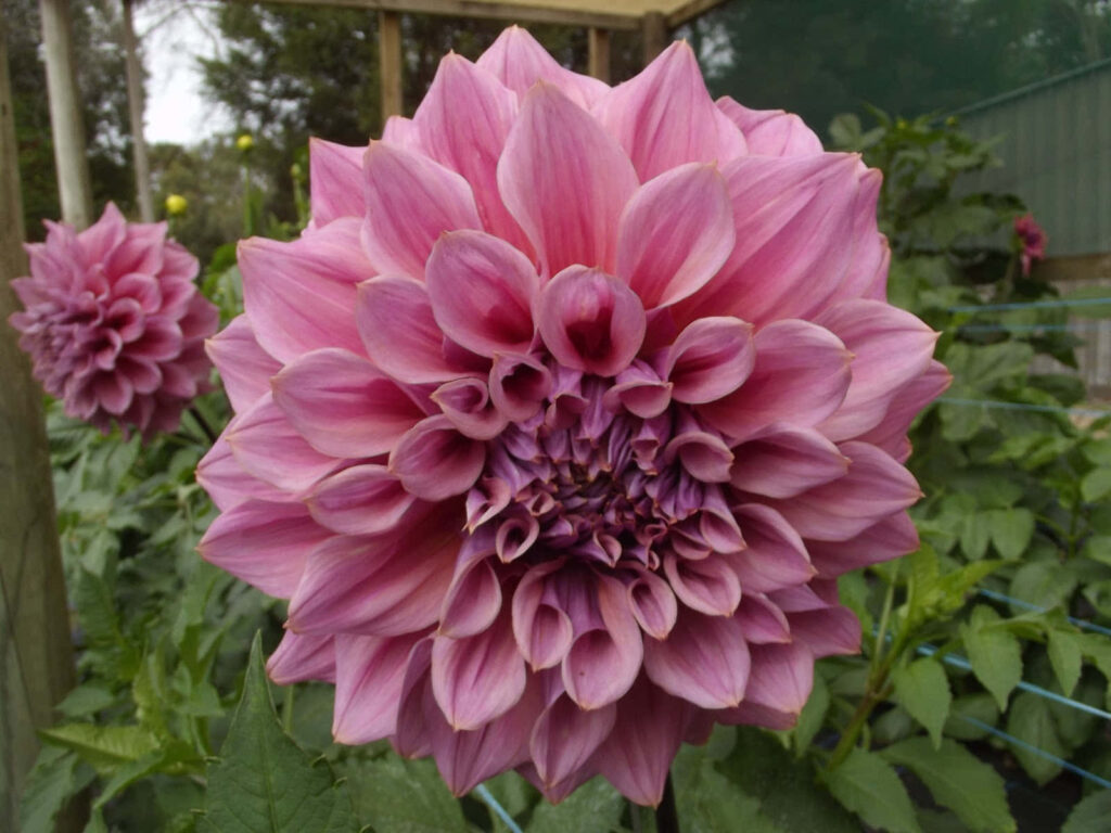Close-up of vibrant pink dahlia flower with layered petals and lush green garden background wallpaper