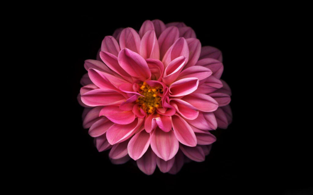 Vibrant pink Dahlia flower with layered petals and golden center on black background wallpaper