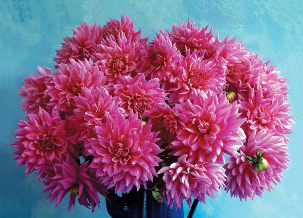 Vibrant Pink Dahlias in Dark Pitcher on Textured Blue Background Wallpaper