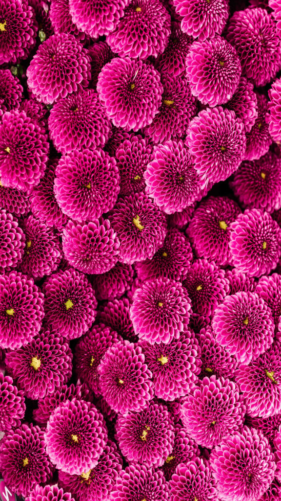 Vibrant Pink Dahlia Floral Wallpaper - Striking Natural Background